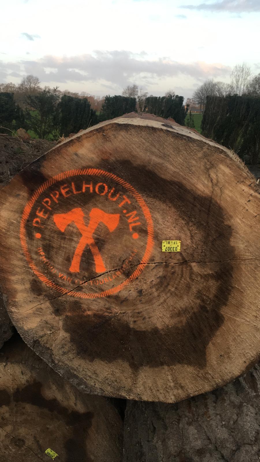 Logo van Peppelhout op een populierenstam